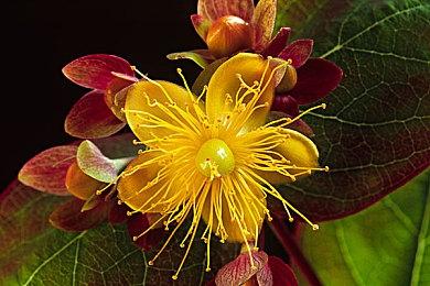 《星刃》即将登陆PC 制作组用SteamDeck演示